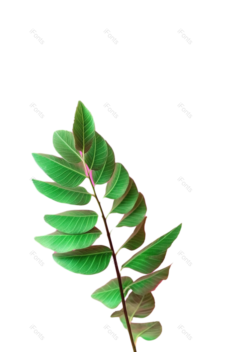 叶子图片,边框元素,装饰PNG,纹理免抠素材